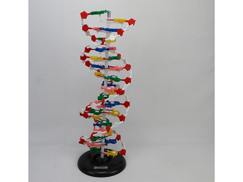 DNA結(jié)構(gòu)模型.jpg DNA結(jié)構(gòu)模型.jpg