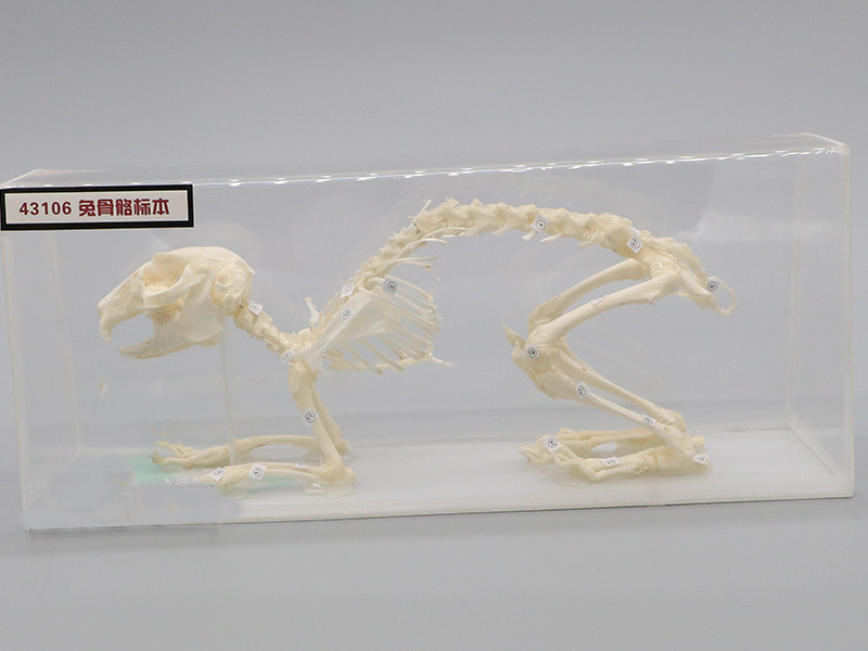 兔骨骼標本4.jpg