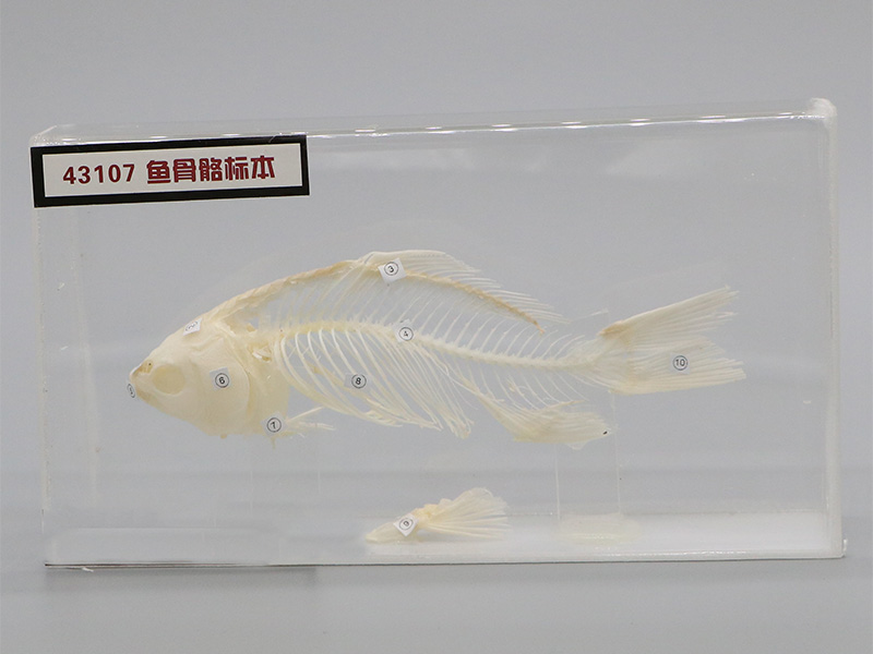 魚骨骼標本2.jpg 魚骨骼標本2.jpg