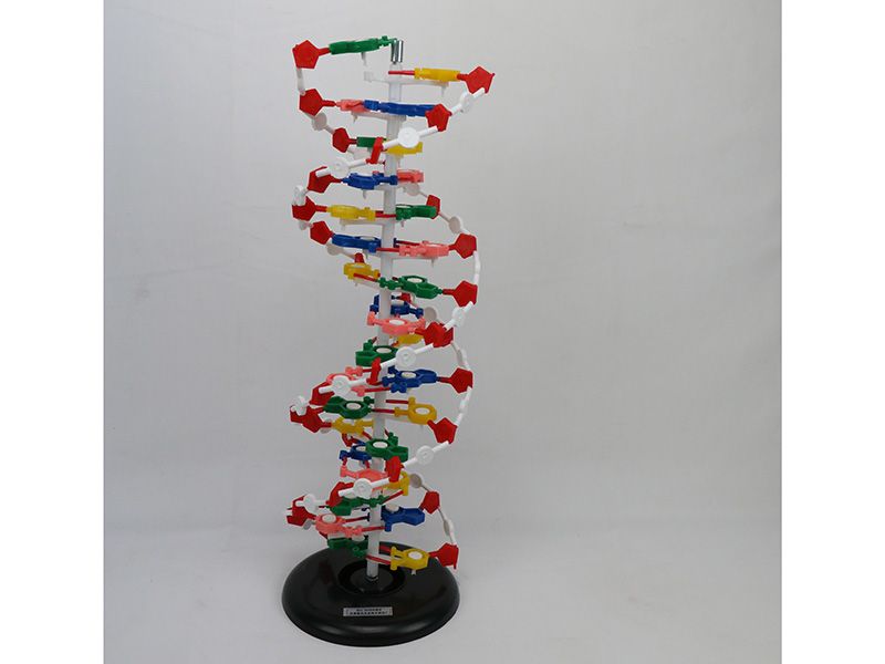 DNA結(jié)構(gòu)模型