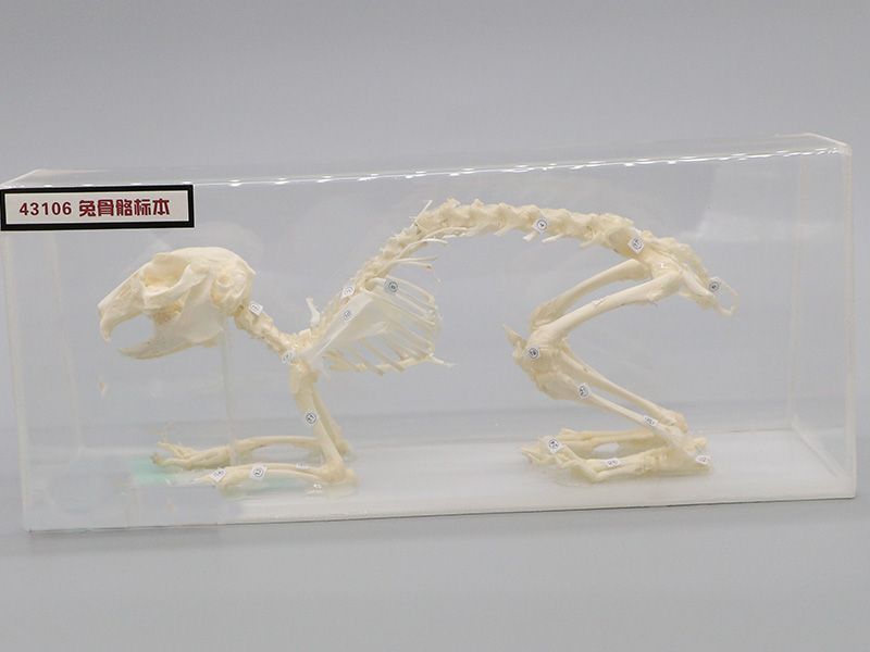 兔骨骼標(biāo)本