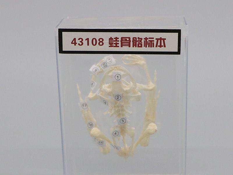 蛙骨骼標本