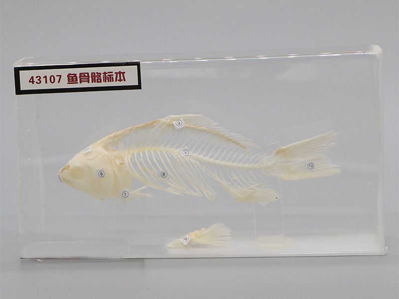 魚骨骼標本