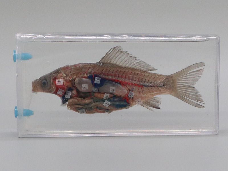 魚解剖浸制標本